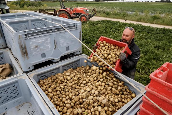 Un agricultor francés recoge patatas "bonnotte" en un campo de Noirmoutier
