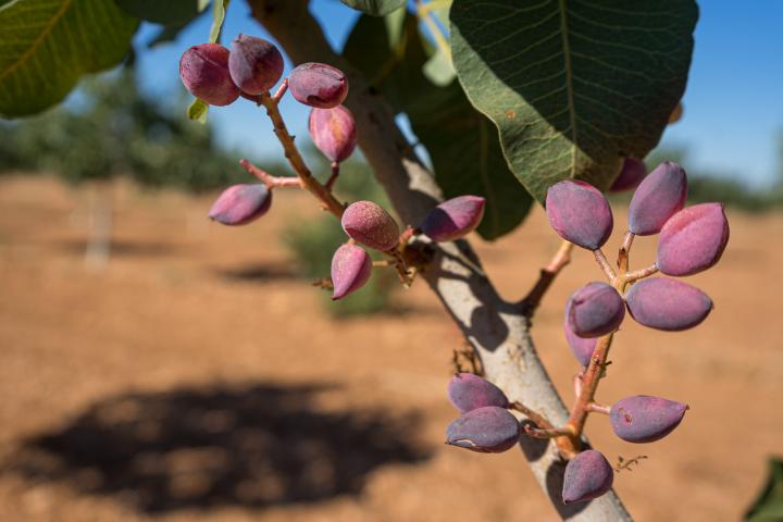 Planta de pistacho en Castilla - La Mancha.