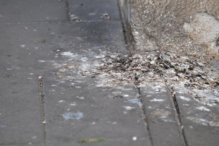 Primer plano de excrementos de pájaros acumulados en el pavimento de la ciudad junto a una pared, mostrando suciedad y daños en la superficie.