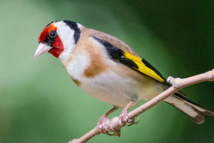 (Carduelis cardueli