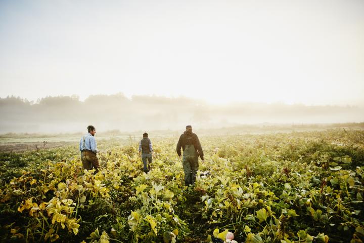Varias personas trabajando en el campo