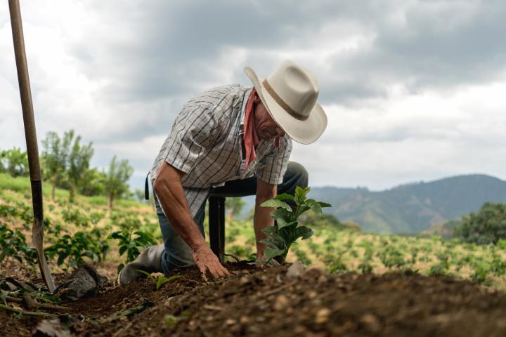 Hombre arando el campo.