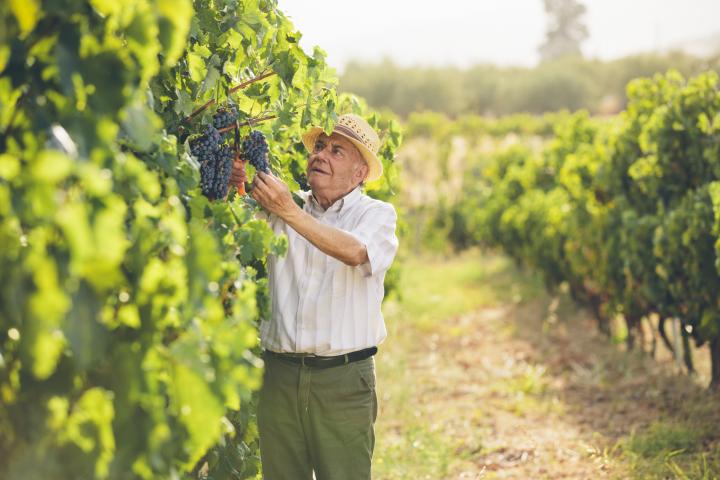 Una persona mayor trabajando en la vendimia, en una imagen de archivo.
