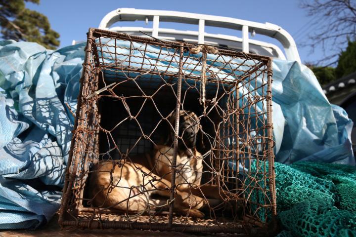Perro encerrado en una jaula en una granja de carne de perro en Corea del Sur, símbolo del declive de la industria antes de su prohibición.