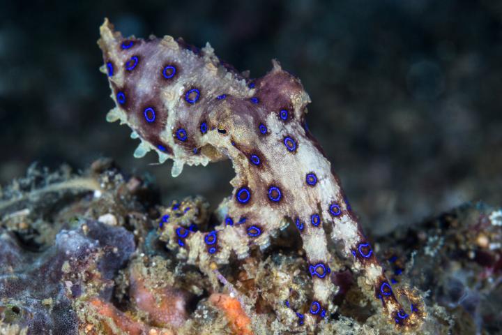 Un pulpo de anillos azules (Hapalochlaena lunulata) se arrastra por el arrecife mientras caza crustáceos en el estrecho de Lembeh, Indonesia.