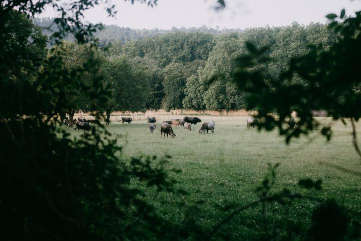 Ganado en pastizales en verano, Cantabria, España