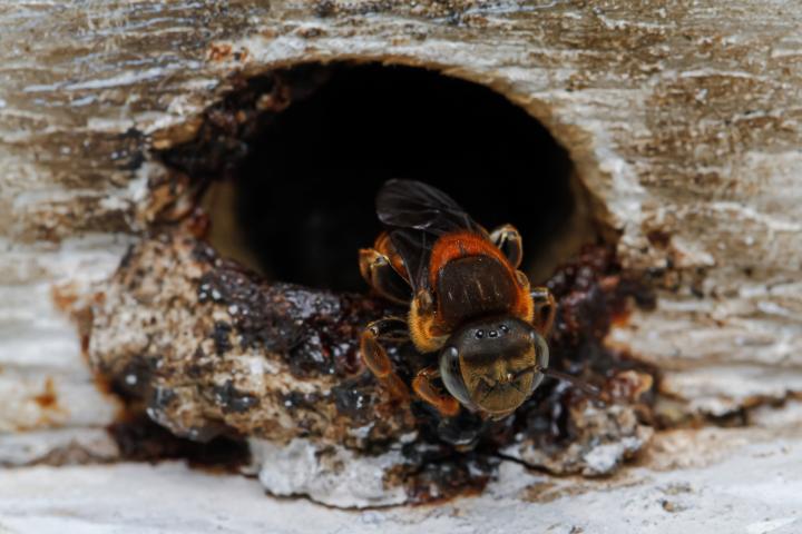 Imagen de archivo de un ejemplar de abeja sin aguijón.