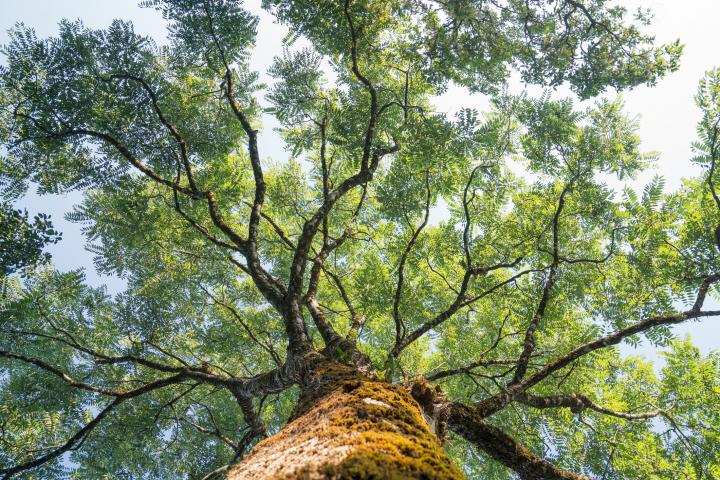 Vista hacia las exuberantes ramas verdes de un árbol grande y un árbol verde alto en primavera.