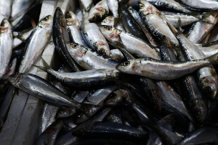 Sardinas recién pescadas