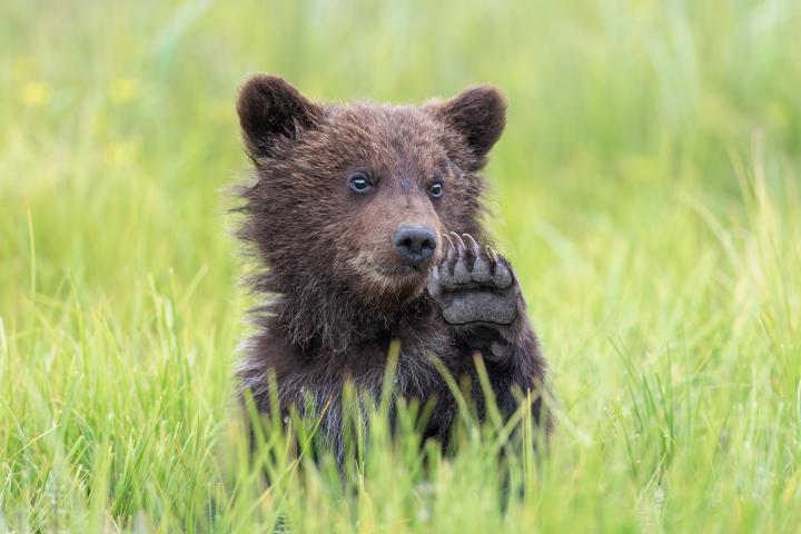 Un lindo cachorro de oso pardo costero de Alaska sentado en el césped y saludando a la cámara, en el Parque Nacional Lake Clark, Alaska.
