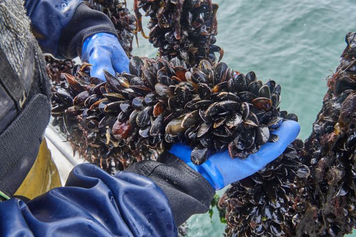 Un pescador sosteniendo la gran cantidad de mejillones que ha pescado.