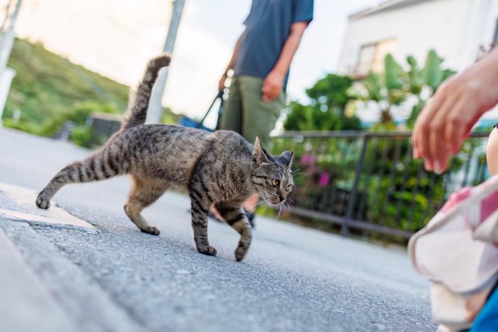 Gato caminando por la calle acercándose a una persona, imagen representativa de historias de mascotas que regresan a casa tras perderse.