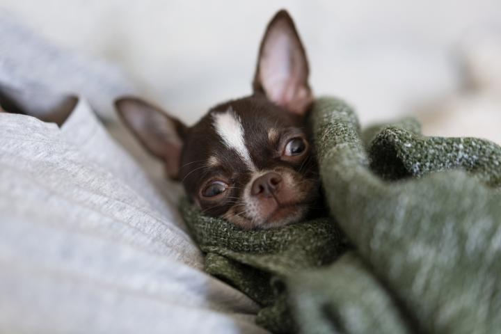 alt="alt="Chihuahua envuelto en una manta en el frío""