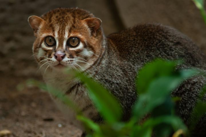 Gato de cabeza plana (Prionailurus planiceps)