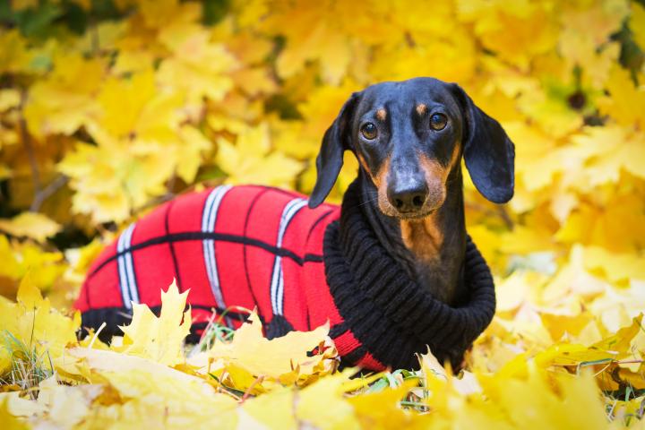 alt="alt="Perro Dachshund, negro y fuego, vestido con un jersey de punto rojo en un montón de hojas de otoño en el Parque otoño""