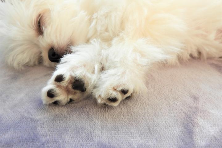 alt="alt="Un perro tumbado mientras duerme.""