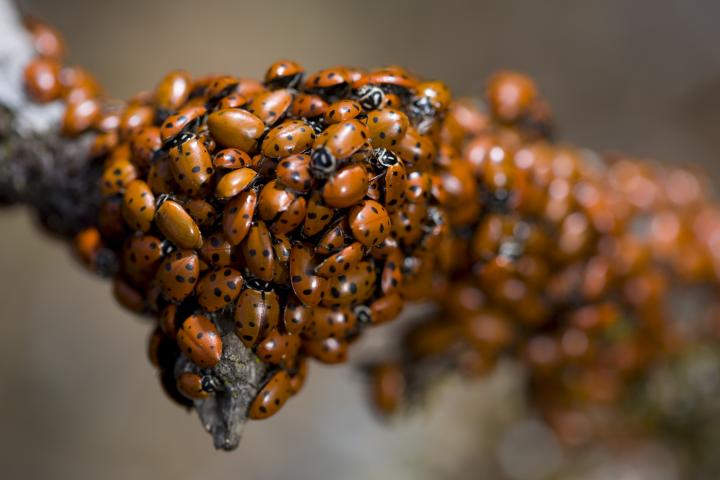 Invasión de mariquitas en un árbol.
