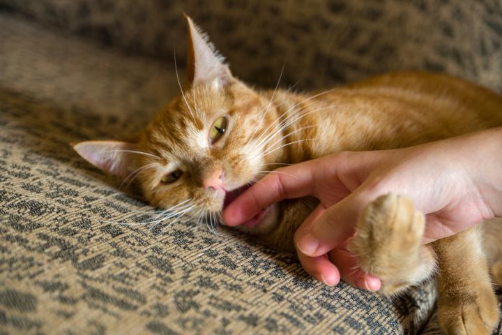 Gato mordiendo una mano de su amo.