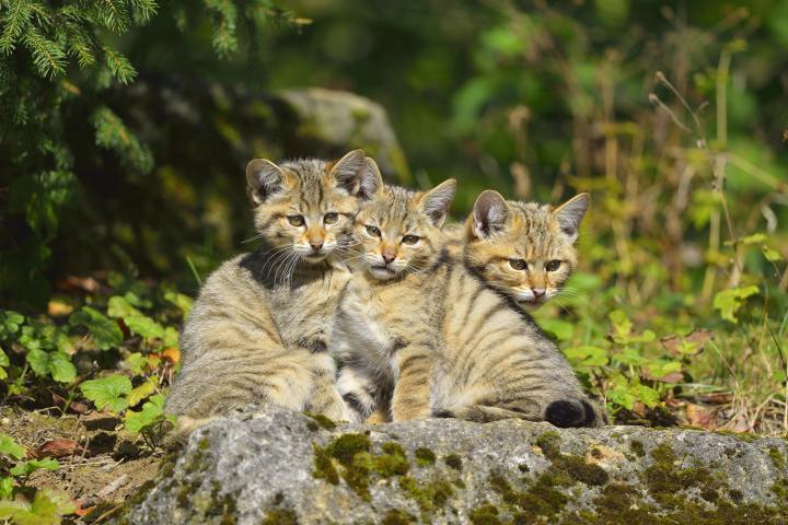 Unos gatos silvestres en los bosques de Alemania.