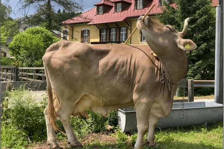 La vaca llamada Veronika ha demostrado que puede usar una escoba para rascarse