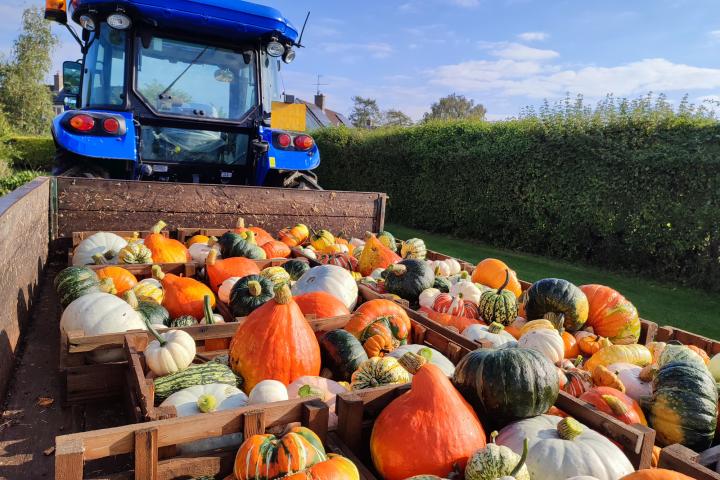 Calabazas ornamentales mixtas, también conocidas como calabazas o zapallos, en un remolque de tractor en el huerto de la comunidad de la aldea