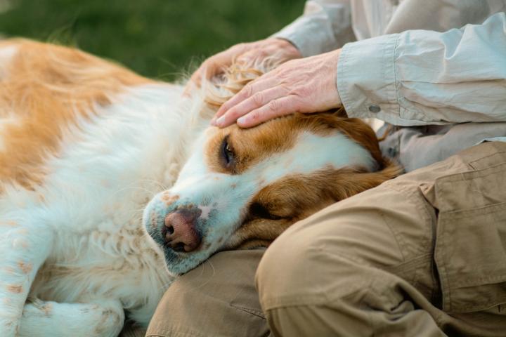 Un hombre mayor acaricia suavemente a su perro Spaniel Bretón que descansa pacíficamente en su regazo, disfrutando de un tierno momento de conexión.