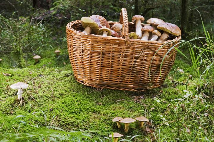 Una cesta con múltiples setas, en una imagen de archivo