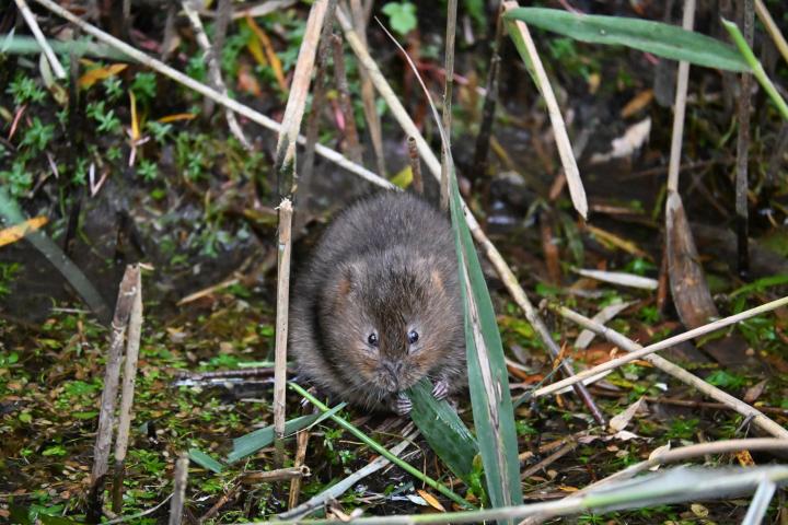 tecnologia-espanola-topillos-agrucultura-espacio