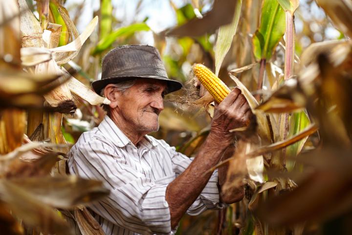 Un agricultor mayo recogiendo maíz, en una imagen de archivo.