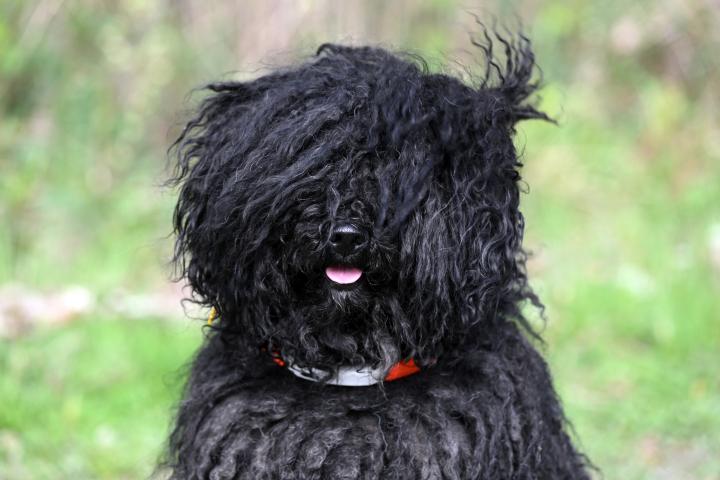 Cabeza de perro Puli húngaro negro mirando a la cámara