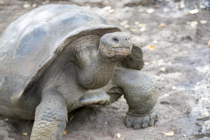 Una tortuga gigante de Galápagos en la isla San Cristóbal.