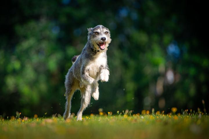 Un perro saltando en un parque