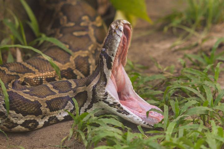 Serpiente pitçon en posición de ataque