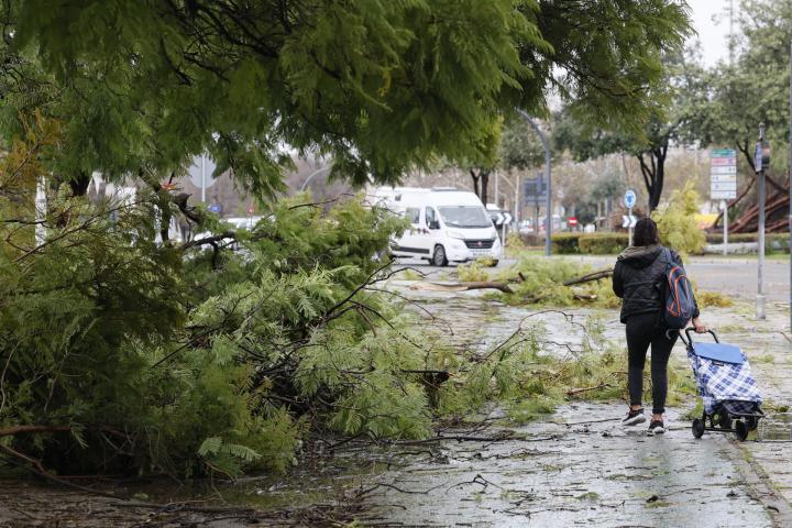 Efecto de las fuertes rachas de viento en Sevilla por la borrasca que irrumpió este lunes en Andalucía.