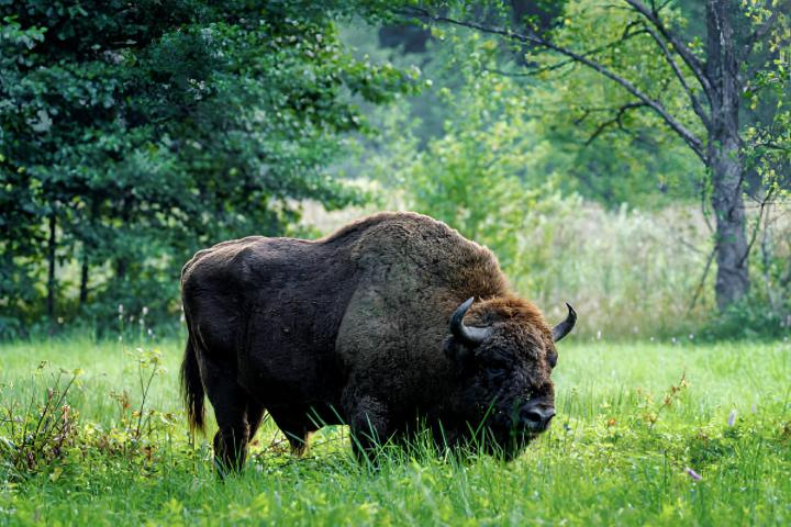 Un bisonte europeo pasta en un prado verde de Polonia