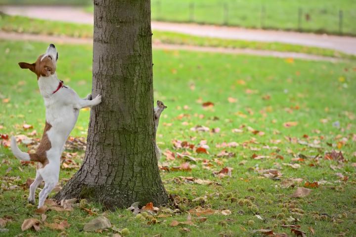 Un perro jugando en un árbol