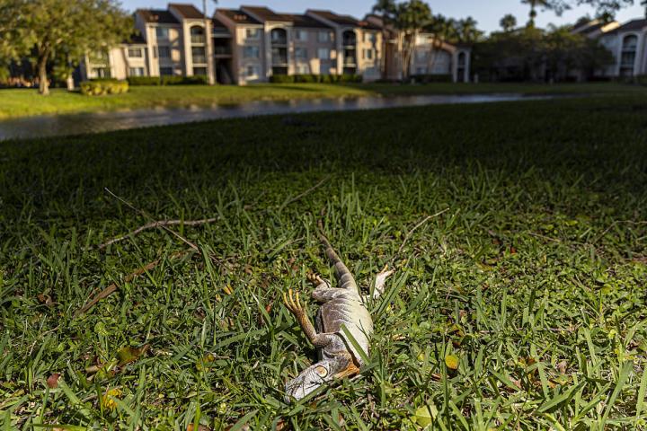 Una iguana, congelada y caída en el césped por el frío extremo en Florida