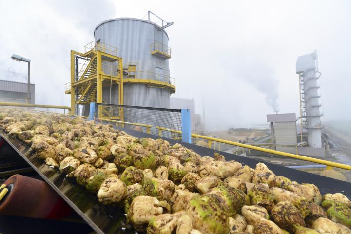 Cinta transportadora con remolacha azucarera lavada hacia el depósito de remolacha en la fábrica; a la derecha, torre de extracción de pulpa de remolacha, Alemania (transporte, alimentos, industria alimentaria, cinta transportadora, planta, fábrica, industria)