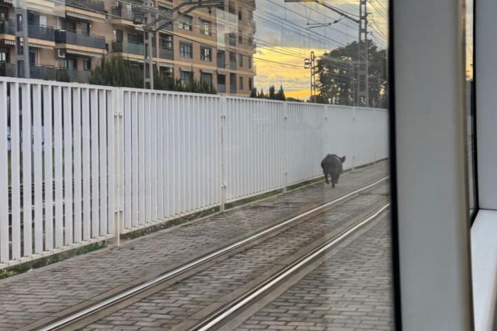El jabalí que fue abatido en las vías del Metro de València para evitar un accidente.