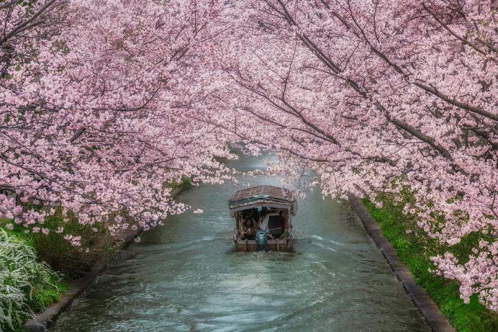 Vista de uno de los viajes en barco entre los cerezos en flor tan típicos de Japón