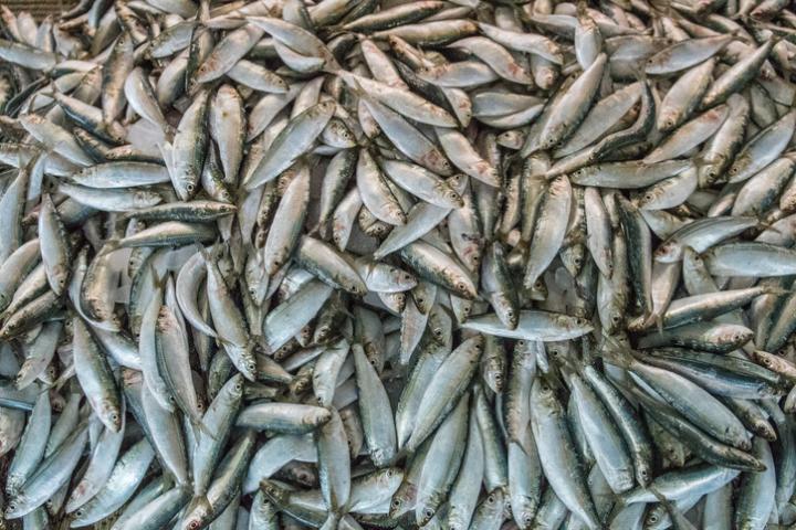 Imagen de archivo del pescado listo para vender en un mercado.