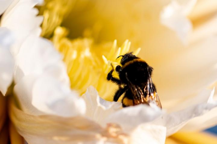 Una abeja, entre flores