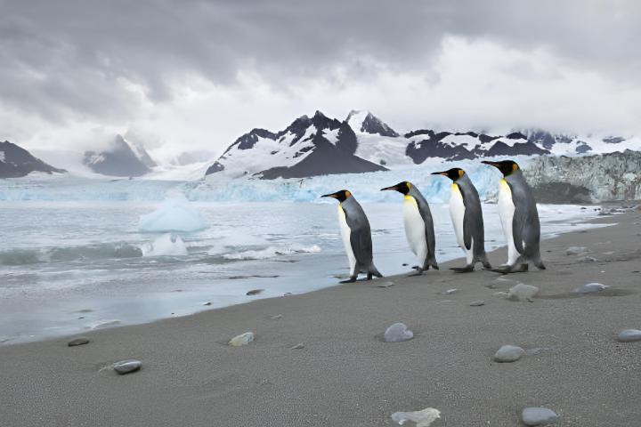 Una colonia de pingüinos caminando al mar en Royal Bay con el glaciar Weddell al fondo, en la isla de Georgia del Sur