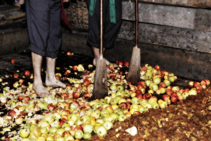 Agricultores aplastando manzanas maduras con los pies descalzos, adoptando un método tradicional para elaborar sidra durante la temporada de cosecha de otoño.