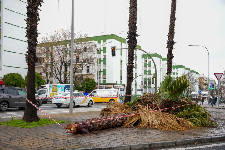 Palmeras caídas debido a las fuertes rachas de viento
