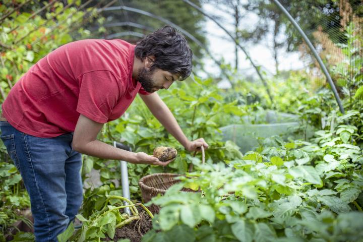 Un agricultor joven recogiendo patatas, en una imagen de archivo.