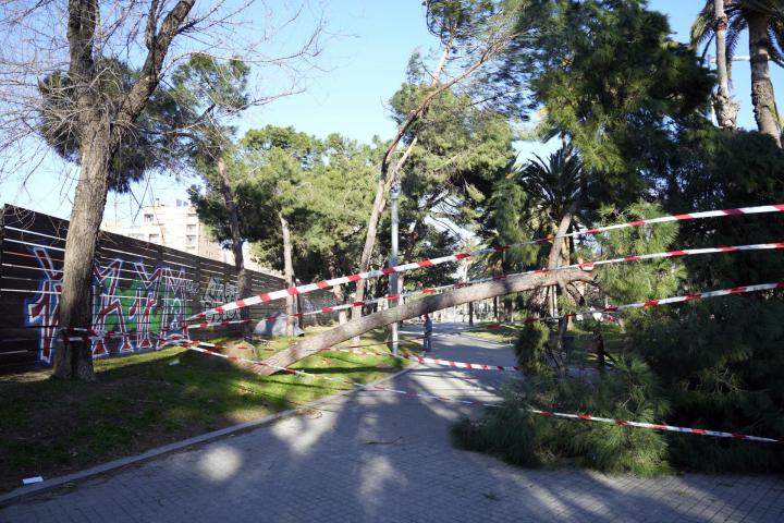 Vista de un árbol caído en la calle Marina de Barcelona, el 12 de febrero de 2026, durante el temporal de fuerte viento.