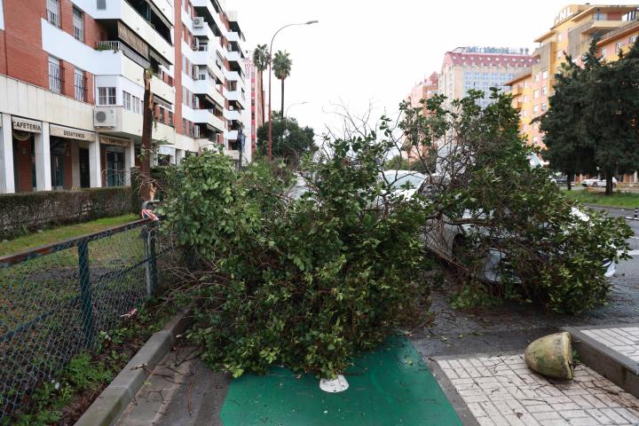 Dos árboles caídos debido a las fuertes ráfagas de viento