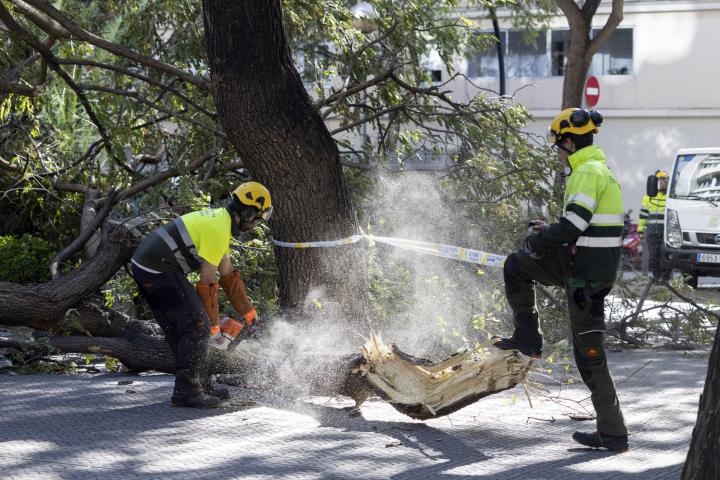 Dos operarios trabajan en un árbol caído en la zona alta de Barcelona, en mitad del temporal de viento, el 12 de febrero de 2026.