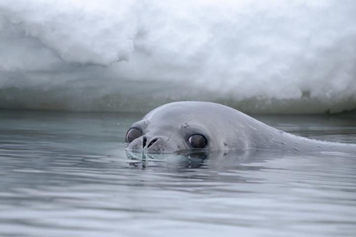 Foca de Weddell.